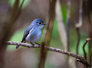 Little Pied Flycatcher taken at Fraser Hills, Pahang, Malaysia.