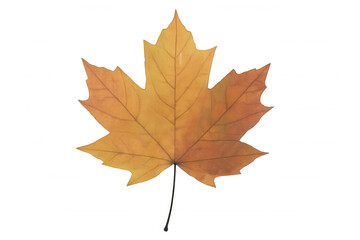 Fototapeta premium Autumn maple leaf showing changing fall colors, vibrant seasonal foliage on transparent background