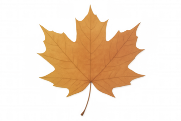 Maple leaf portraying autumn season, displaying warm orange and brown fall colors, isolated on transparent background