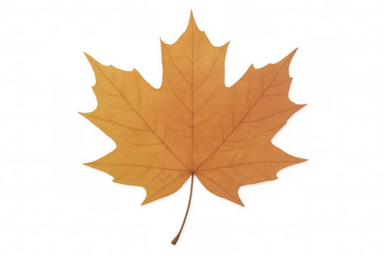 Maple leaf portraying autumn season, displaying warm orange and brown fall colors, isolated on transparent background