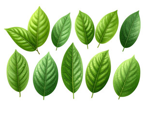 Fototapeta premium Set of Fresh 3D Green Leaves Isolated on Transparent Background – Realistic Nature Elements for Design and Decoration