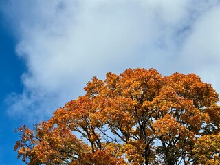 Golden Autumn Tree Crown Against Blue Sky with Clouds
