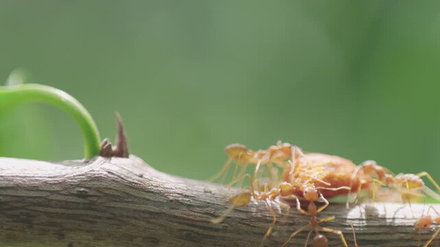 Macro close-up of a swarm of golden-brown weaver ants collaboratively carrying a large piece of food on a green leaf, symbolizing teamwork, effort, communication, and natural insect behavior