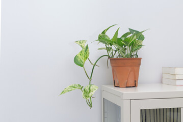 Marble queen pothos houseplant (Epipremnum aureum) in pot decorate in living room.