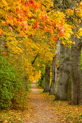 Fototapeta premium Golden autumn view in Koknese nature park in October in Koknese in Latvia