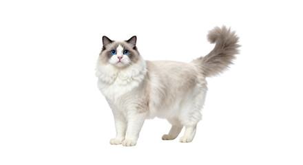 A ragdoll cat standing and looking forward with blue eyes on a black background in a studio shot ai generative