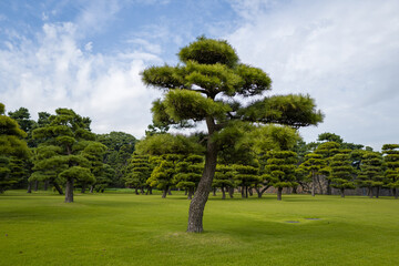 This landscape photo was taken in Asia, Japan, Kantō, Tokyo, in summer. It shows the tree in front of the Imperial Palace in Tokyo, under the Sun.
