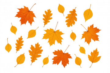 Autumn leaves falling, representing seasonal change, fall, and nature, on a transparent background