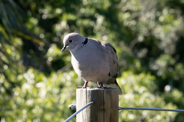 Pigeon outdoors in nature