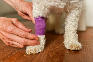 Female hands actively wrapping a dogs paw with a purple bandage. Shows the process of pet medical care, support, and post-procedure treatment by owner.