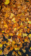 Golden ginkgo leaves cover the ground, creating a beautiful autumn carpet of warm yellow and brown tones. Natural fall background symbolizing change, peace, and seasonal beauty.