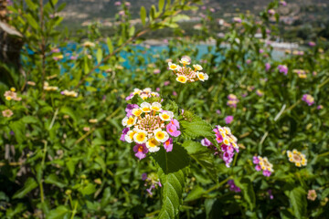 This landscape photo was taken in Europe, Greece, Peloponnese, in summer. We can see flowers, under the Sun.