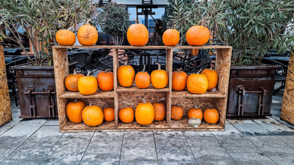 Symmetrical arrangement of pumpkins on wooden shelves in a cozy outdoor cafe. Warm autumn tones and rustic design create a festive harvest season mood.