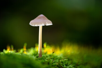 Yellow leg bonnet (Mycena epipterygia) is an agaric fungus (Mycenaceae). Macro close up of a umbrella like mushroom on rotten wood with moss in Germany, backlit and shining by low autumn sunlight. 