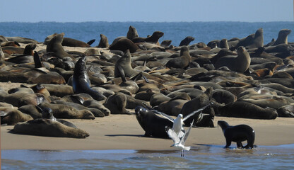 sea lions in Namibia