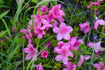 花びらが美しいピンクのツツジのクローズアップ