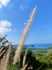 grass and sky
