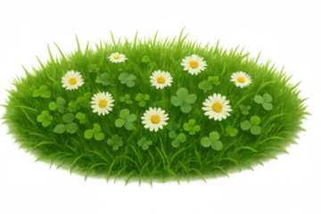 Green grass patch with white daisy flowers and clover leaves on transparent background, spring nature symbolism