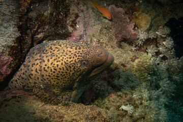 Giant Moray Eel, or Gymnothorax javanicus. Scuba diving and underwater photography in the Red Sea, Hurghada, Egypt