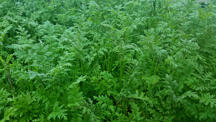Close-up of phacelia grass green manure in the morning for background and text. Selective focus.