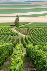 Fototapeta premium Green vineyard rows stretching across Champagne region landscape