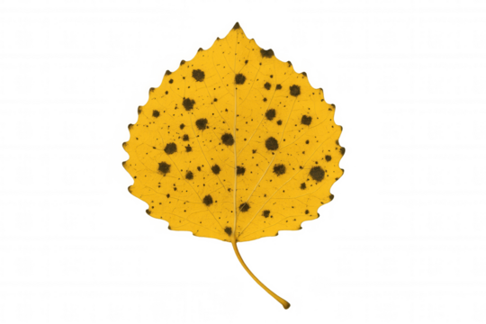 Aspen autumn leaf showing dark spots of plant disease and decay on yellow surface, isolated with transparent background