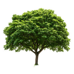 Fototapeta premium Lush green deciduous tree with full canopy isolated on transparent background