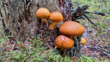 Group of beautiful spotted golden brown mushrooms growing on a tree trunk in autumn season in a forest in Denmark