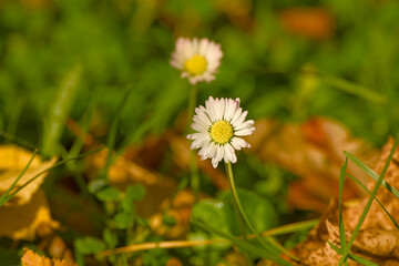 Close-up of daisy flower in grass surrounded by fallen autumn leaves