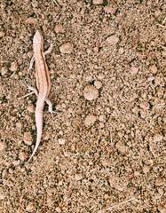lizard on dug-up soil, space for text. Close-up, selective focus.