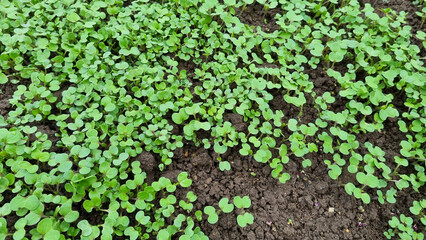 Close-up of Mustard, a plant green manure in the morning for background and text. Selective focus.