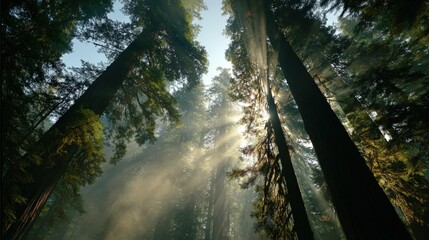Majestic forest landscape with sunlight filtering through tall trees