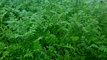 Close-up of phacelia grass green manure in the morning for background and text. Selective focus.