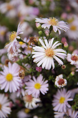 beautiful pink Michaelmas daisy autumn flowers