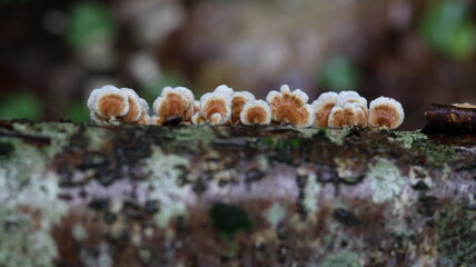 A group of small forest mushrooms - lichens
