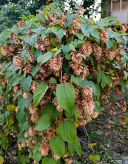 Autumn hops are common in close-up. Brown and green hop cones against a background of blurred green...