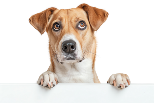 A curious dog peeks over a blank sign, showcasing its playful expression and friendly demeanor, perfect for pet-related themes.