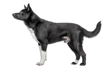 A majestic black and white dog standing proudly, showcasing its strong physique and alert expression in a neutral background.