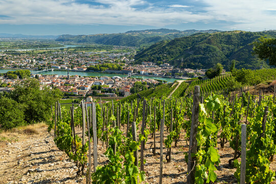 Crozes Hermitage vineyard overlooking Rhone river and Tain l'Hermitage