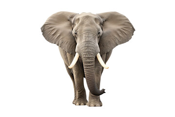 Obraz premium A majestic elephant stands gracefully, showcasing its large ears and tusks, embodying the beauty of wildlife.