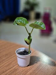 A sapling from a tree planted in a small pot