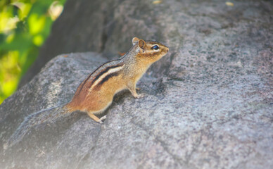 Chipmunk on a Rock Looking into the Distance – Nature Wildlife Photography