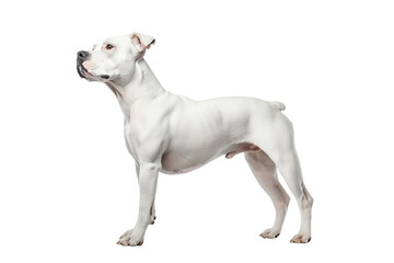 Fototapeta premium A proud white dog stands confidently, showcasing its strong build and alert demeanor, perfect for pet-related projects and promotions.