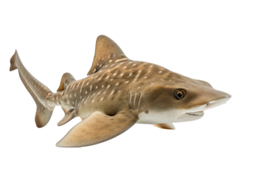 A realistic depiction of a shark swimming gracefully through the ocean, showcasing its distinct patterns and features.