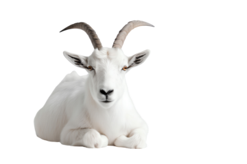A serene white goat resting peacefully, showcasing its beautiful, soft fur and majestic horns in a tranquil setting.
