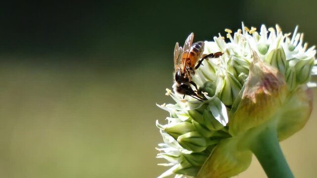 Close-up handheld shot of a honey bee perched on a white Allium cepa flower, moving and collecting pollen. Detailed nature scene capturing insect behavior in motion.