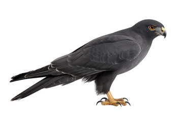 Naklejka premium A striking black hawk perched gracefully, showcasing its sharp gaze and majestic wings.