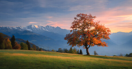 The Golden hour in autumn landscape with standalone orange leaves tree, green meadow and blue mountains panorama background.