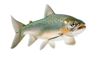 A vivid illustration of a fish, showcasing its intricate scales and vibrant colors in stunning detail.