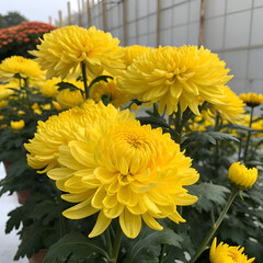 Obraz premium A close up shot of vibrant yellow chrysanthemums in full bloom with green leaves visible around them